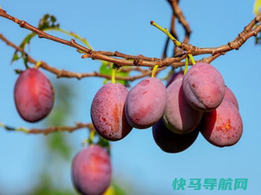 西梅大的贵还是小的贵？西梅皇后和西梅女神的